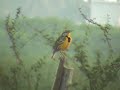 Eastern Meadowlark