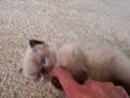Taffy, Seal Point Himalayan Kitten