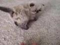 Taffy,  Cute and Adorable Seal Point Himalayan Kitten