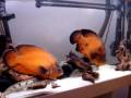 Fishtank Feeding 10oct2008