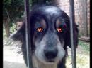 Pitty, mi perro cybernetico Pitty, mi perro cybernetico