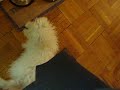 Presilla trying to walk Ellvis