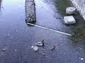 ducks at Kamogawa (Kyoto)