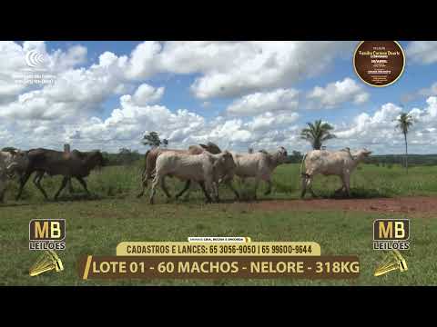11� LEIL�O FAM�LIA LUCIANO DUARTE E CONVIDADOS