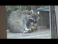 Raccoon Eating a Banana