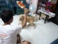 videos de blaster plays fetch