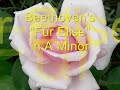 beethoven   für elise  for elise fur elise  in a minor
