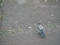 wild-crow-play-with-