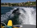 Dolphins chasing a jet boat around Newquay Bay in Cornwall. Dolphins chasing a jet boat around Newquay Bay in Cornwall.