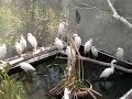 peaceful-egret-aviary.html