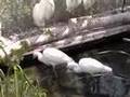 Peaceful Egret Aviary
