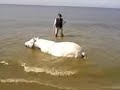 wasserschwein die zweite wasserschwein die zweite