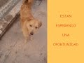 PROTECTORA DE ANIMALES DE BURGOS