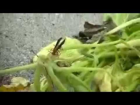 how to cut zucchini off the vine