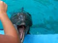 Me & my love @ Sea World Feeding the Dolphins