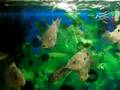 120l ciclidos americanos