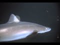 National Geographic Learning Octo. vs Shark! National Geographic Learning Octo. vs Shark!