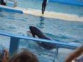 Seaquarium Miami Seaquarium Miami