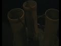 Mortier 5x 2,5\" en 3 x 5\" mooi vet hard!!!!!! Nieuwe movie