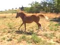 Spot Me Some Color - ApHC Yearling Jumping Free