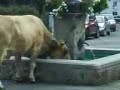 A lost Cow in Garmisch! xD A lost Cow in Garmisch! xD