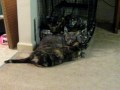 Kitty Romance
