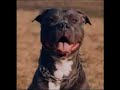 American Staffordshire Terrier Voodoo