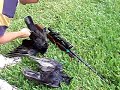 Shooting Two Crows with an Air Rifle. Shooting Two Crows with an Air Rifle.