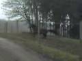 videos de Abby auf der Wiese