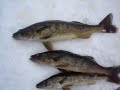 walleye