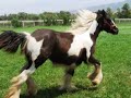 American Gypsy Horses for Sale