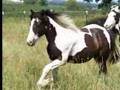 American Gypsy Horses for Sale