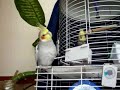 My Marinica, the cockatiel in \"Latino\" rithm!