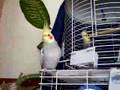 My Marinica, the cockatiel in Latino rithm!