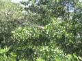 videos de tree iguanas