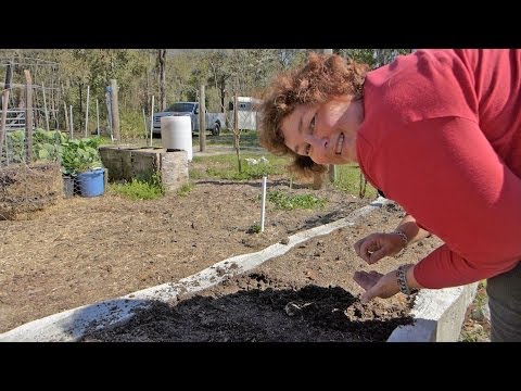 how to grow vegetables from seed