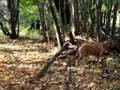 Boerboel video