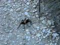 videos de Texas Tarantula