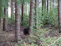 Kira hitar ekorre 1 Kira hitar ekorre 1