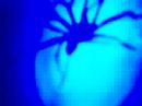 arachnophobia - Tegenaria atrica