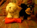 Singing Dogz