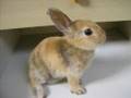 Very cute rabbits