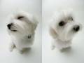 PUPPIESSS!! :D my new favorite song!!