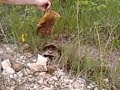 crazy snapping turtle