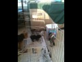 Kitty vs Puppies