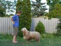 Dog Dancing Tricks No.8 - Giving Paws