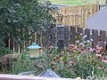 Chickadees Chickadees