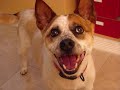 Austrailian Cattle Dog