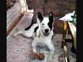 Austrailian Cattle Dog