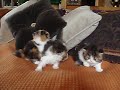 Purrerze's tabby & white bi-color tea-cup persians